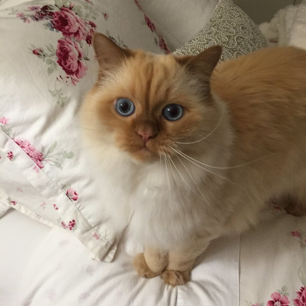 Meet your Posher, Dawn